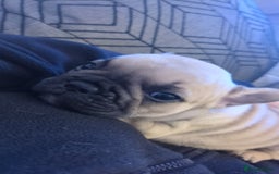 French Bulldog dogs for sale: Beautiful french bulldog puppies  - Advert 14