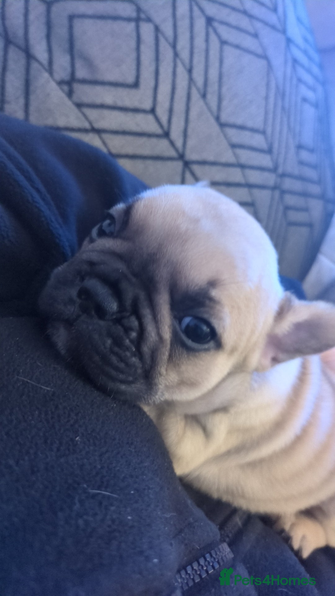 French Bulldog dogs for sale: Beautiful french bulldog puppies  - Advert 14