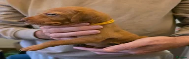 Hungarian Vizsla - Yellow