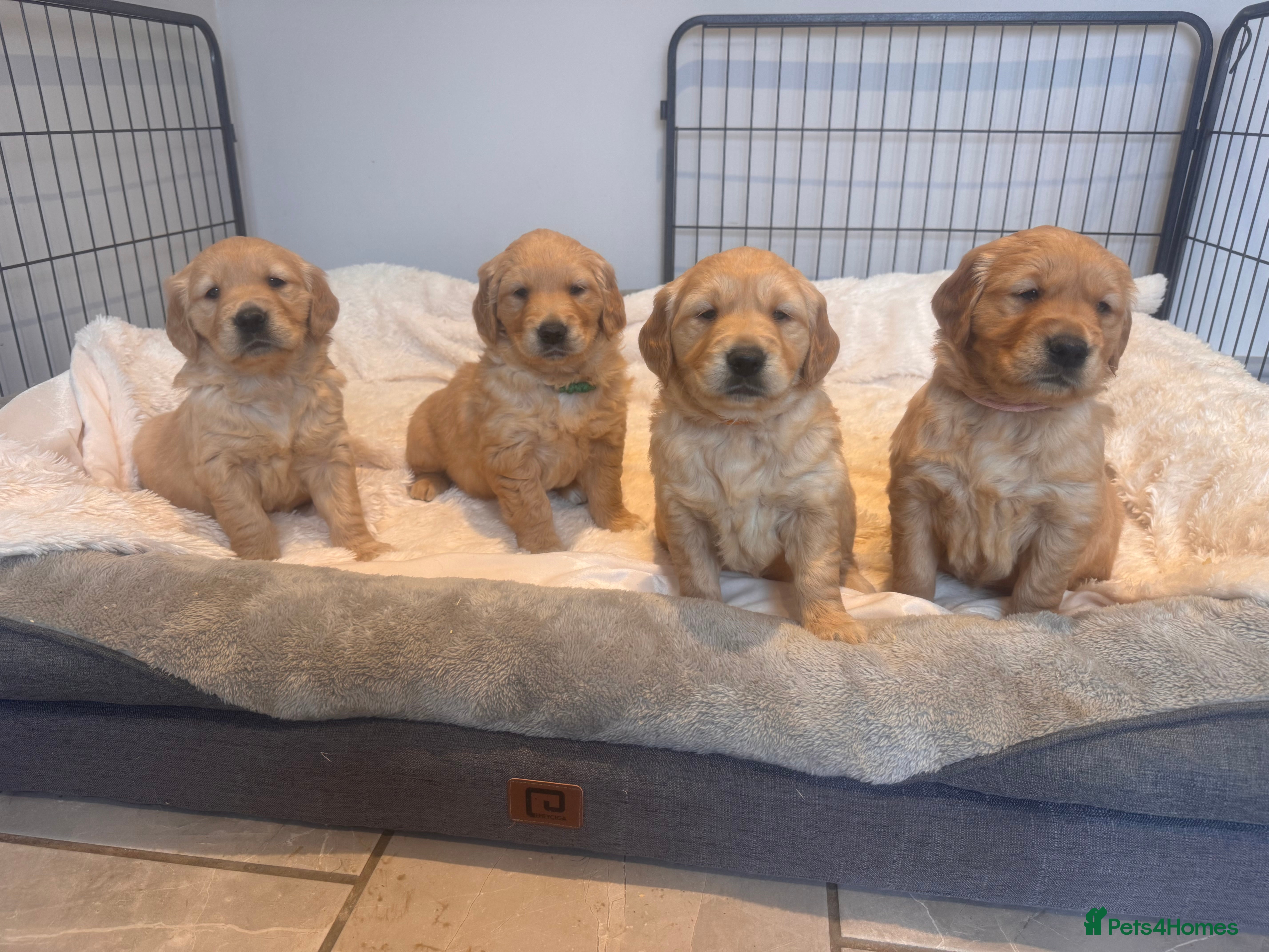 Golden Retriever dogs Beautiful KC Golden Retriever’s Health tested - Advert 1