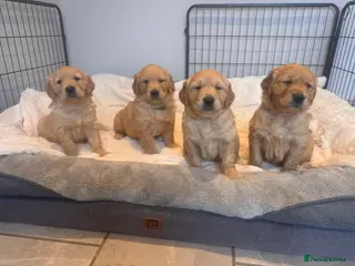 Golden Retriever dogs Beautiful KC Golden Retriever’s Health tested - Advert 5