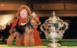 Welsh Terrier dogs for sale: Beautiful Champion Lines KC Welsh Terrier Puppies - Image 4