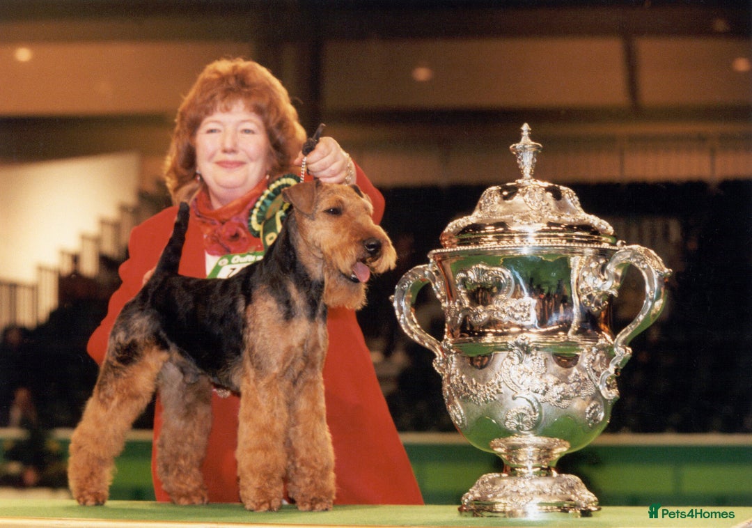 Welsh Terrier dogs for sale: Beautiful Champion Lines KC Welsh Terrier Puppies - Image 4