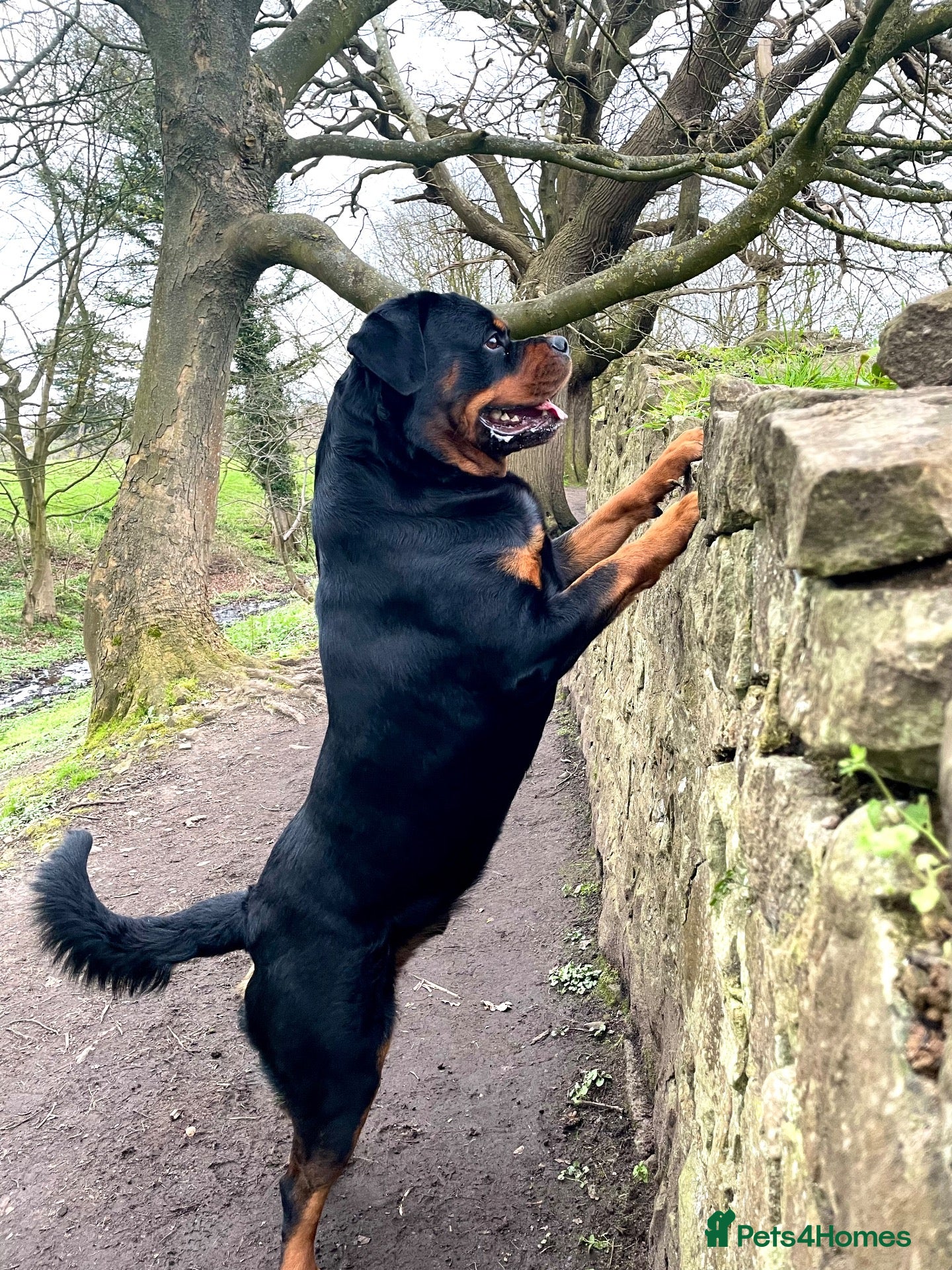 Rottweiler dogs 5 - Year -Old Pedigree Rottweiler - Advert 11