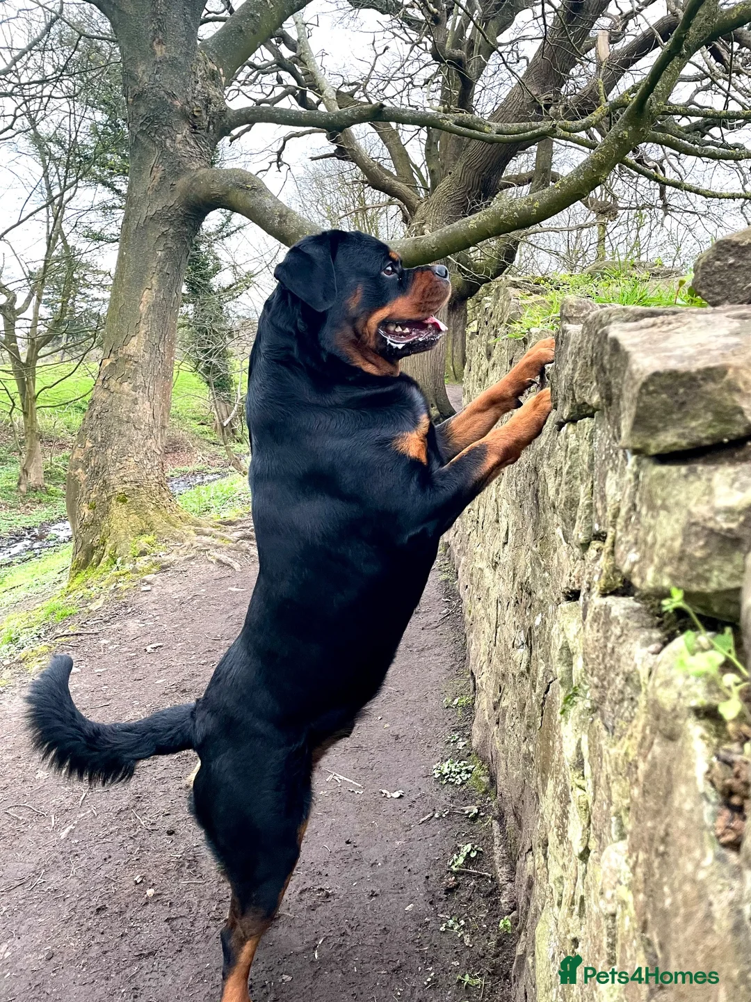 Rottweiler dogs for sale: 5 - Year -Old Pedigree Rottweiler - Advert 1
