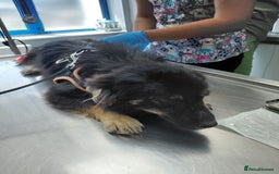 Mixed Breed dogs for adoption: ROBY, a superb puppy boy - for a Loving Home - Image 21