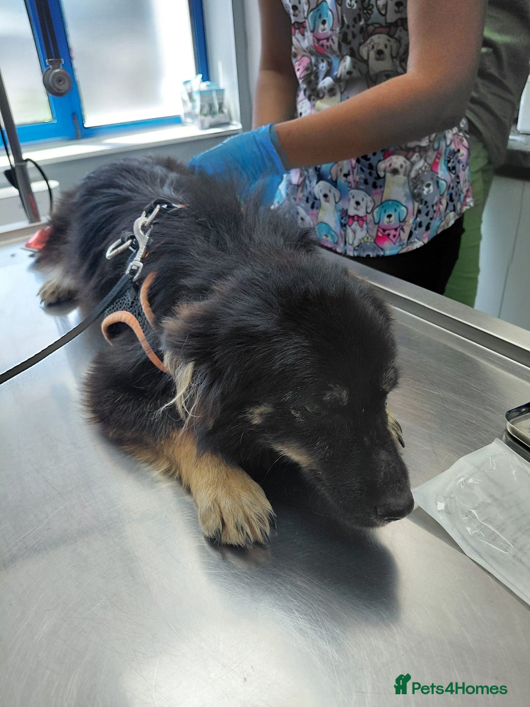 Mixed Breed dogs for adoption: ROBY, a superb puppy boy - for a Loving Home - Image 21