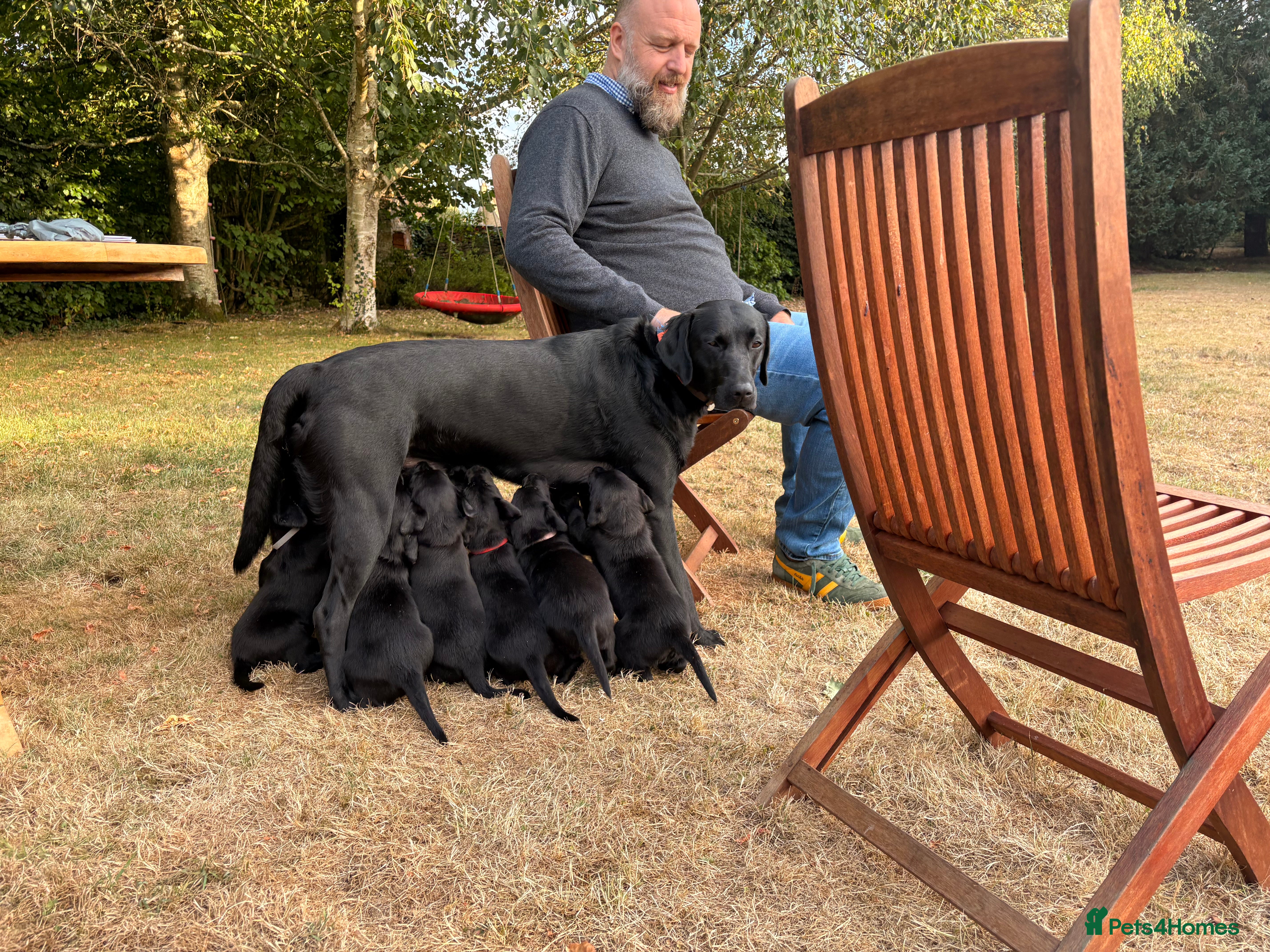 Labrador Retriever dogs Stunning KC Black Labrador Puppies- 2 boys/1 girl  - Advert 1