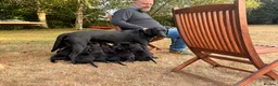 Labrador Retriever dogs for sale: Stunning KC Black Labrador Puppies- 2 boys/1 girl  in Sherborne - Advert 1
