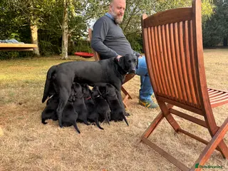 Labrador Retriever dogs Stunning KC Black Labrador Puppies- 2 boys/1 girl - Advert 1