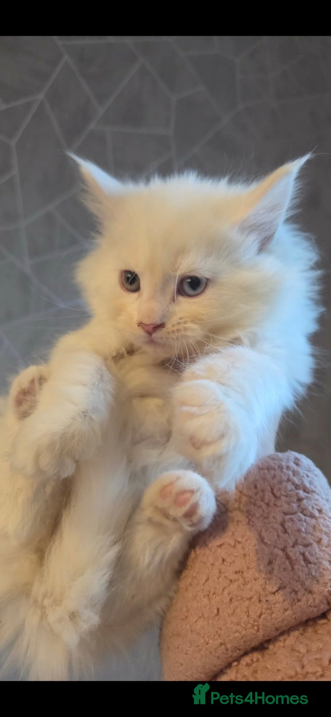 Maine Coon cats Tica Reg ACTIVE female last one left solid white🥰 - Advert 11