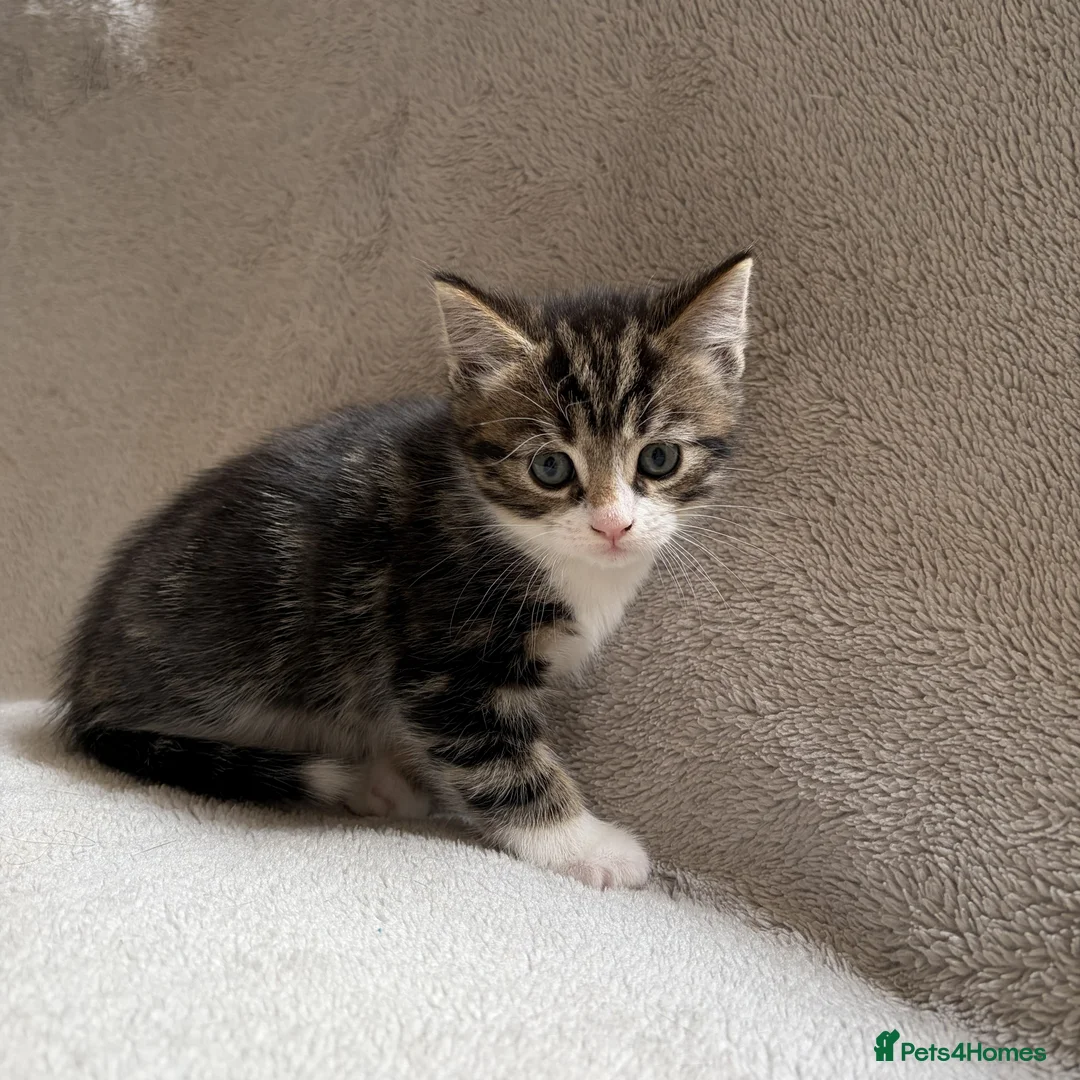 Mixed Breed cats for sale: Adorable Kittens Looking for Their Forever Home - Advert 34