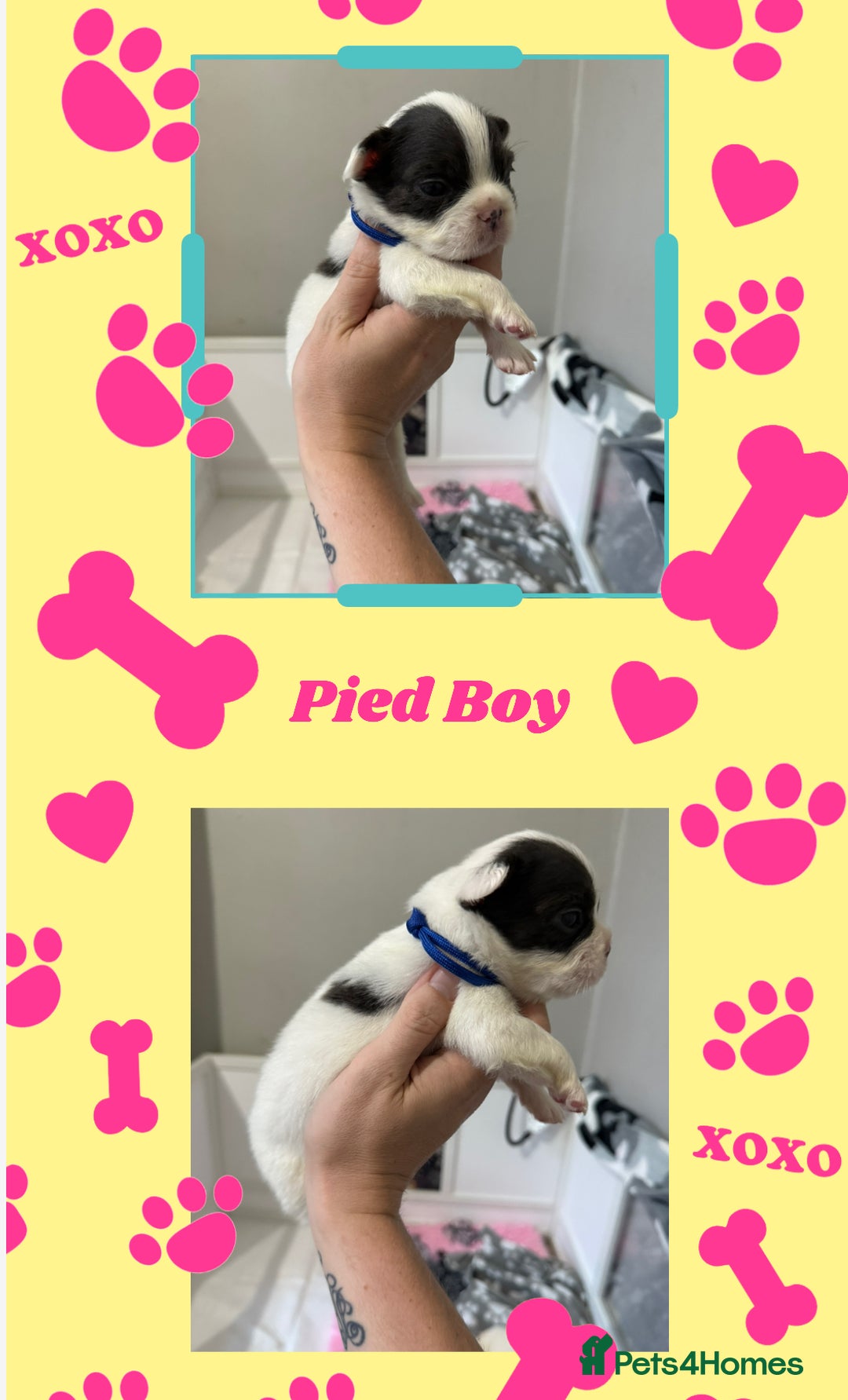 French Bulldog dogs for sale: Fluffy French Bulldogs - Image 4
