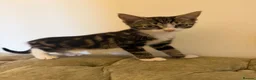 Mixed Breed cats for sale: Kittens ready for new homes now  - Advert 5