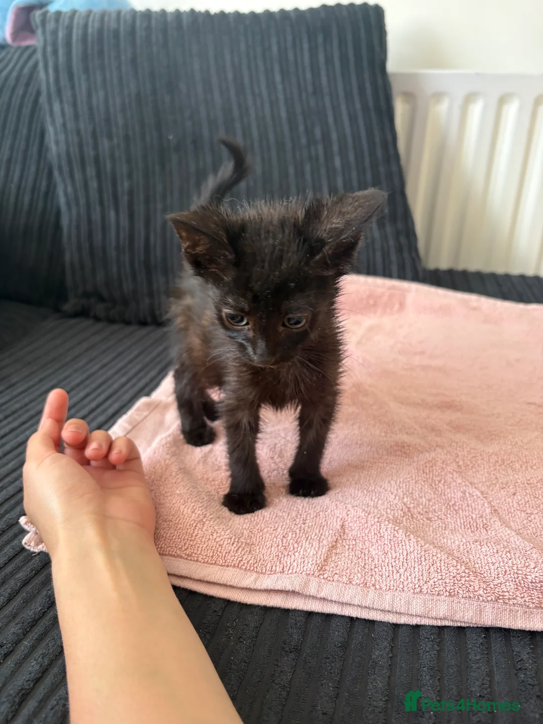 Mixed Breed cats for sale: 🐾 Beautiful Female Kittens Ready This Weekend 🐾 - Advert 2