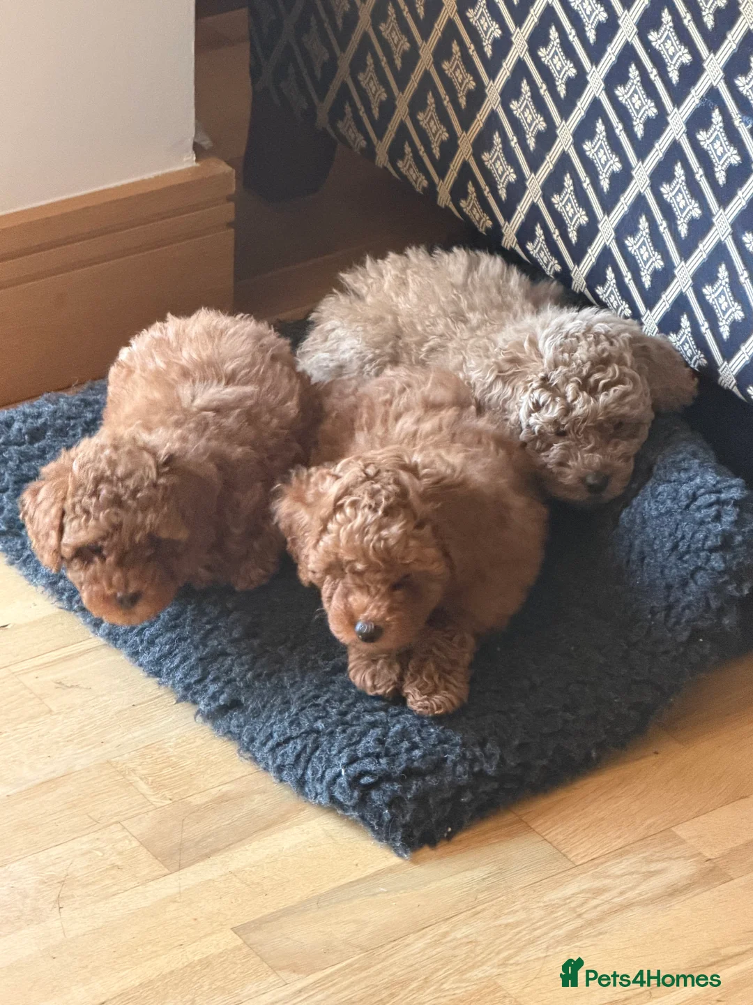 Maltipoo dogs for sale: Beautiful red multipoo for sale 2 boys 1 girl - Advert 12