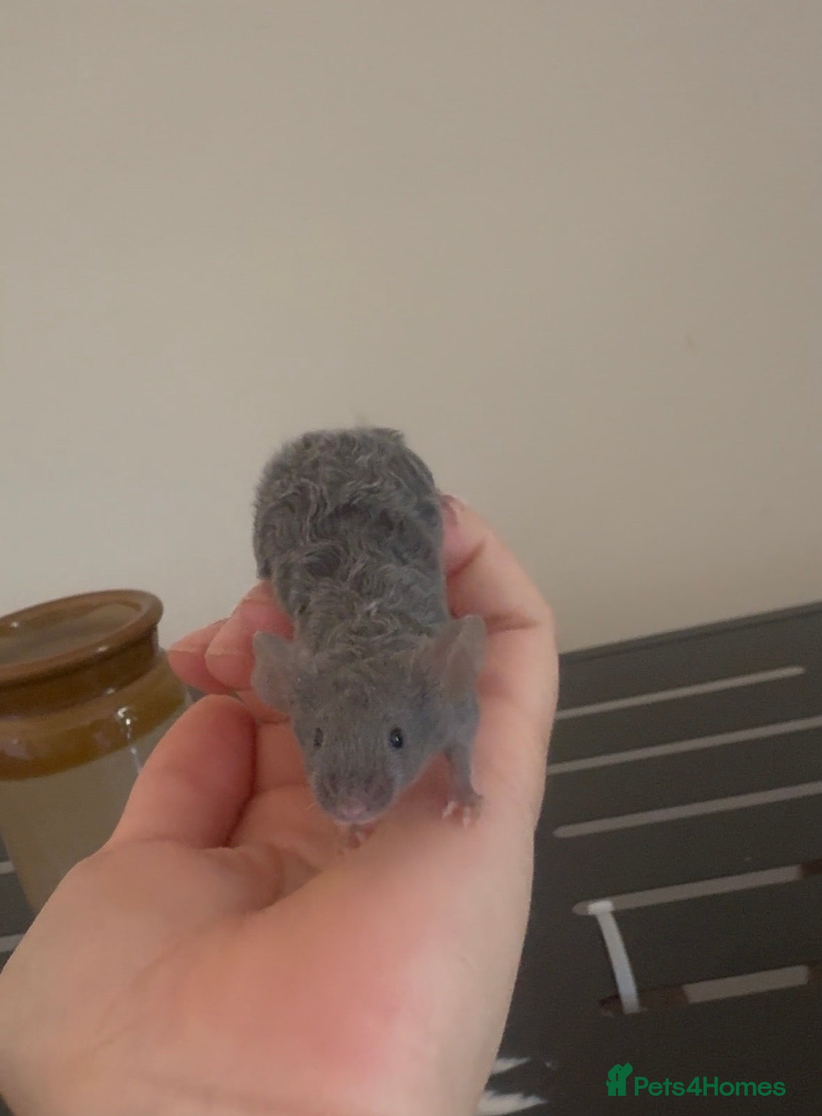 Mouse rodents Fancy Mice - Advert 1