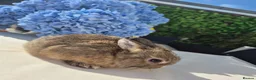 Netherland Dwarf rabbits for sale: Tiny netherland dwarfs - Advert 5