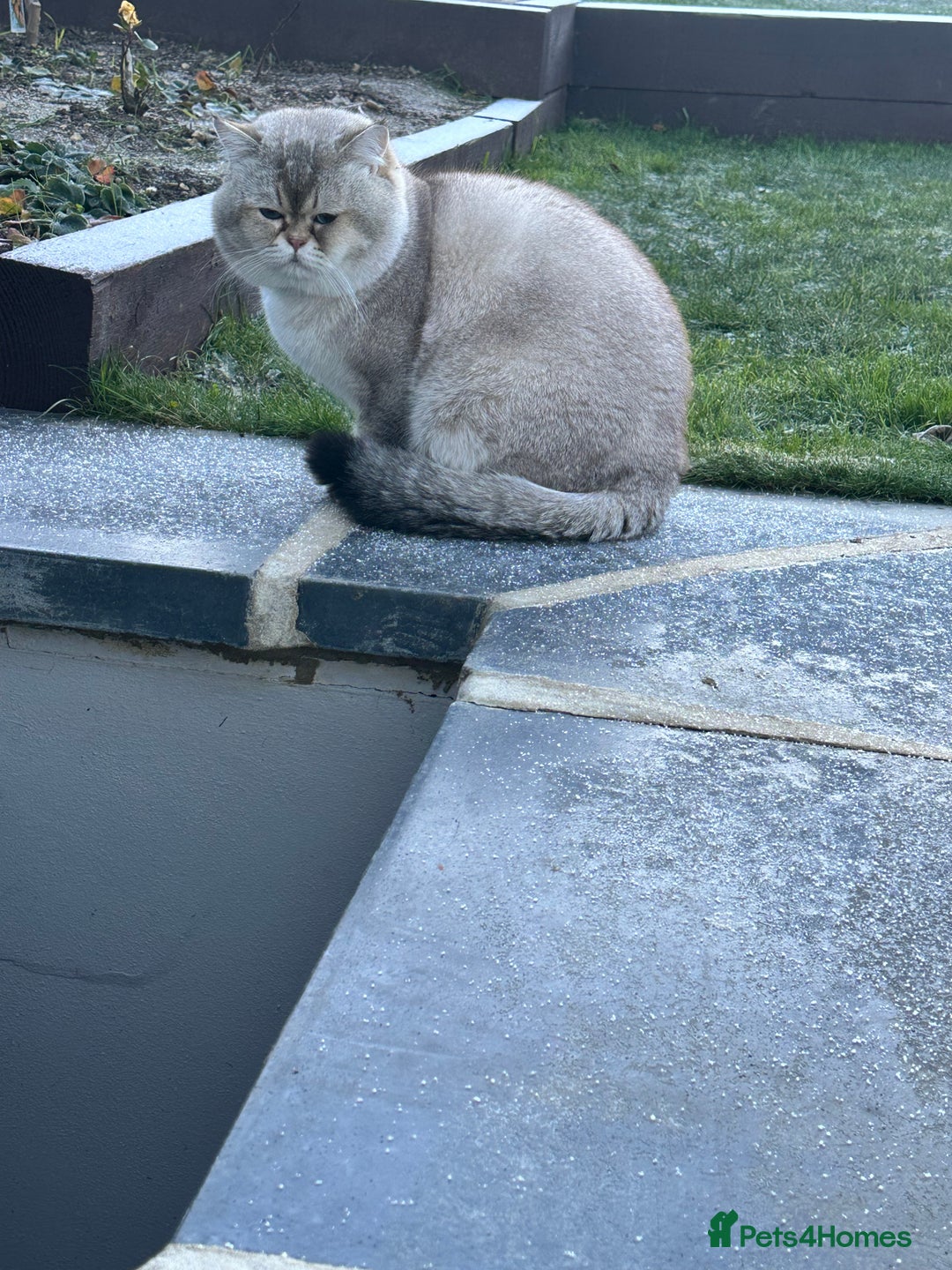 British Shorthair cats for stud: Teddy  - Advert 8