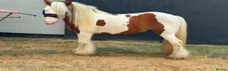Irish Cob horses for sale: RED & WHITE TRADITIONAL MINI COB GELDING YOUNG - Advert 5