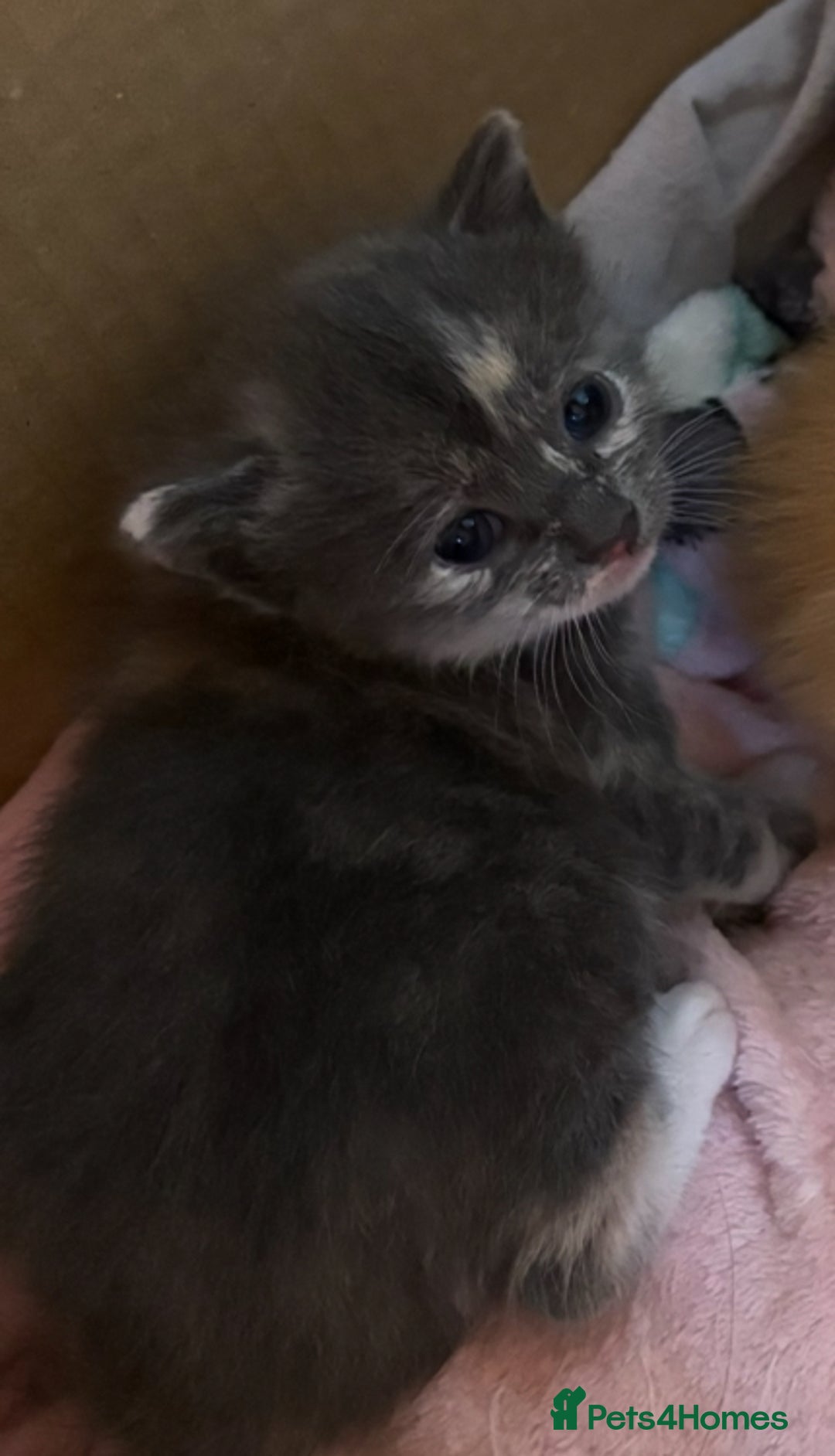 Mixed Breed cats for sale: Beautiful family kittens - Advert 9