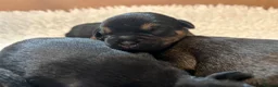 Border Terrier dogs for sale: Border Terrier Male Puppies  - Advert 2