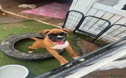 Boxer dogs for sale: KC Boxer Puppies by Winuwuk Walk It Talk It in Bridgwater - Image 7