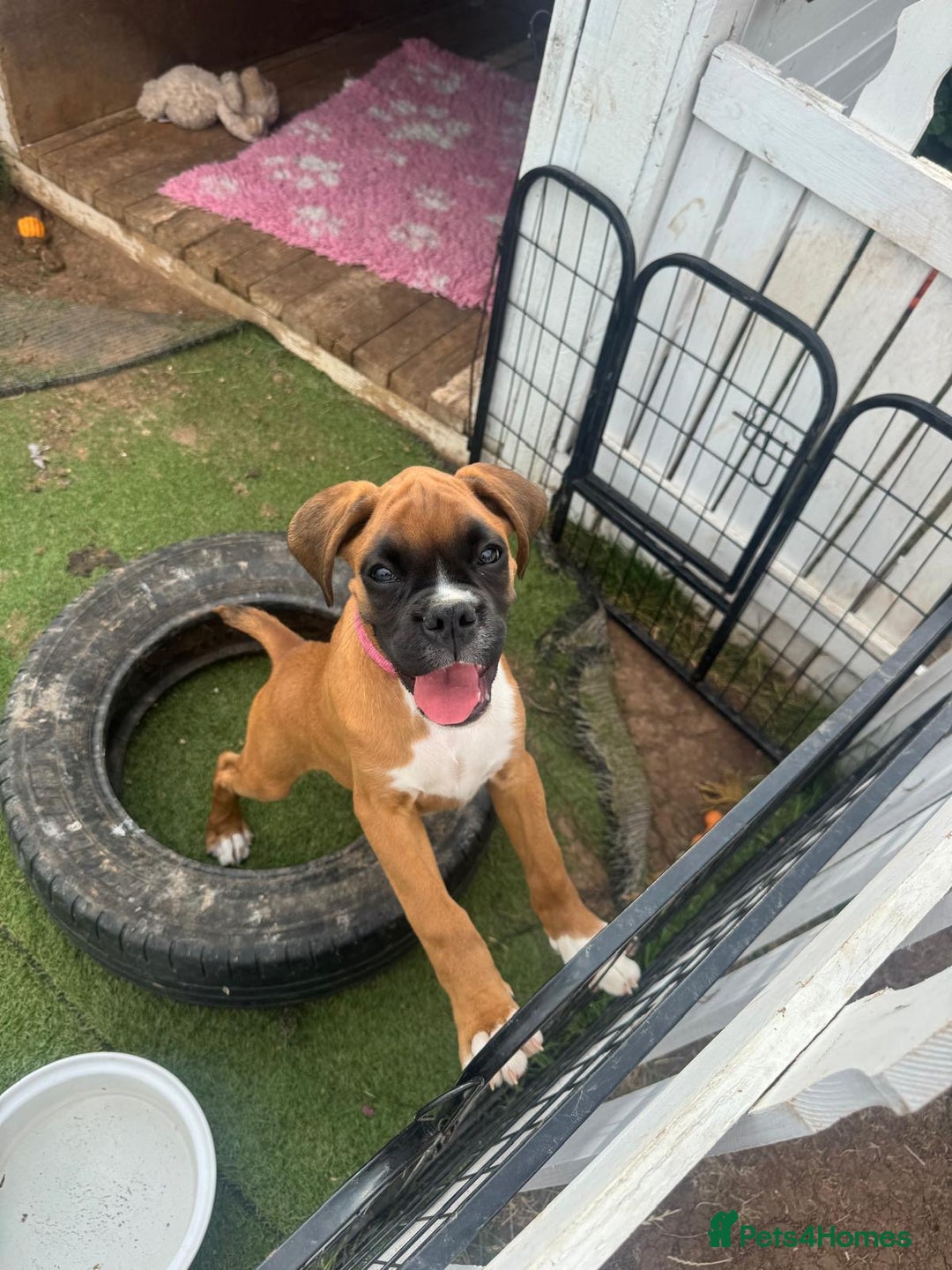 Boxer dogs for sale: KC Boxer Puppies by Winuwuk Walk It Talk It in Bridgwater - Image 7