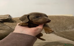 Miniature Dachshund dogs for sale: Miniature Dachshund Puppy 6 - READY NEXT WEEK - Miniature dachshund puppies  - Image 19
