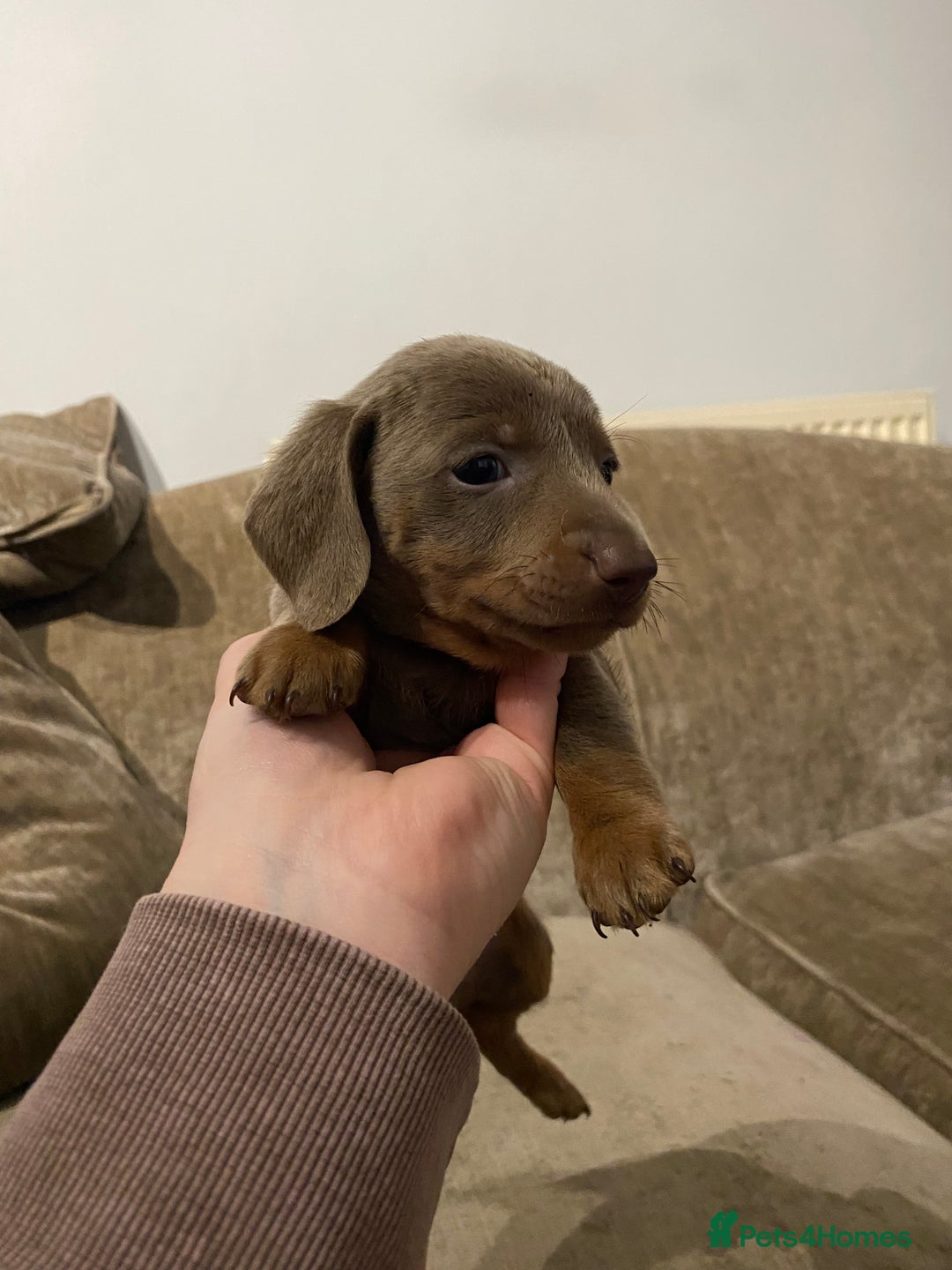 Miniature Dachshund dogs for sale: Miniature Dachshund Puppy 6 - READY NEXT WEEK - Miniature dachshund puppies  - Image 19