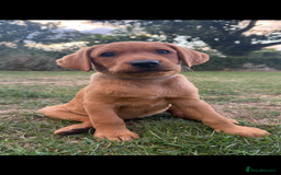Labrador Retriever dogs for sale: Ready to leave - KC Fox Red Labrador puppies - Image 5