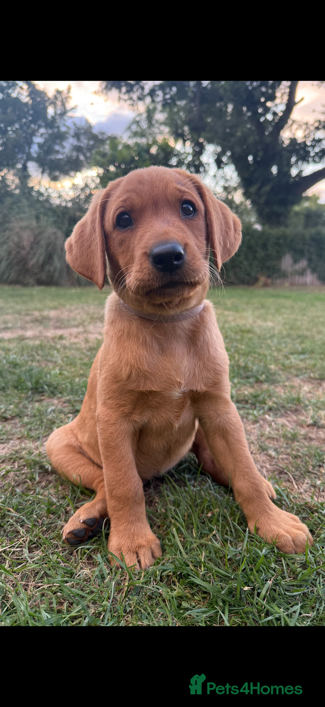 Labrador Retriever dogs for sale: Ready to leave - KC Fox Red Labrador puppies - Image 5