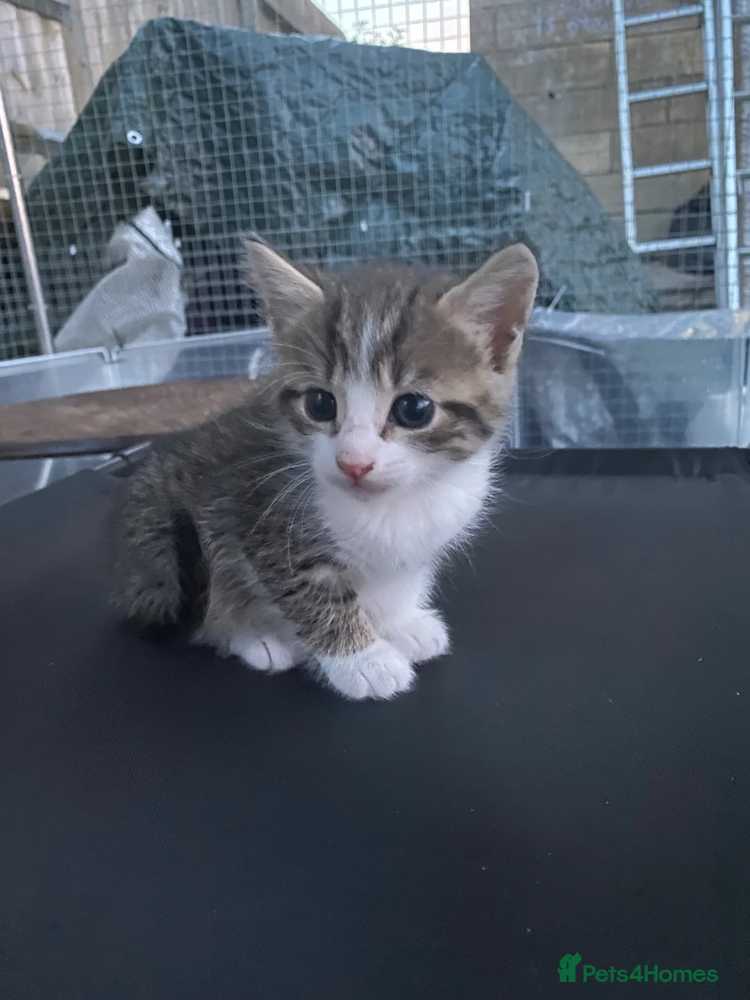 Siamese cats for sale: One half Siamese girl left  - Advert 2