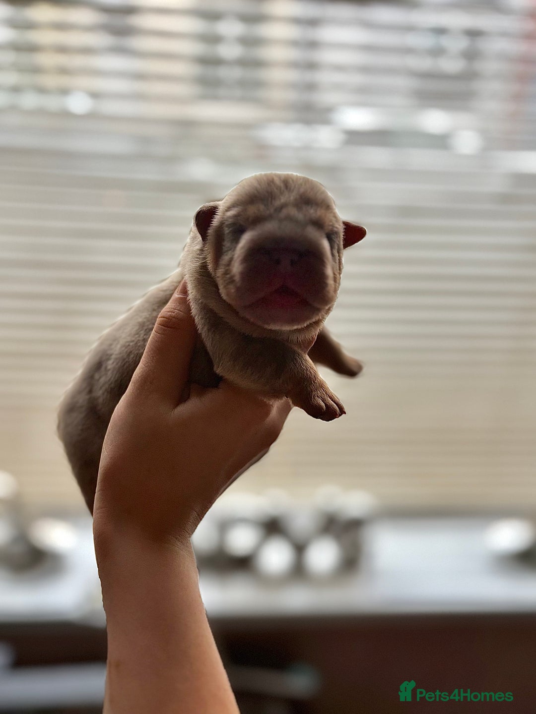 English Bulldog dogs for sale: Merle & choc tri English Bulldogs - Image 7