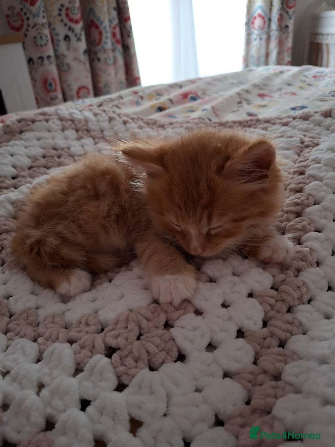 Maine Coon cats for sale: Absolutely Beautiful Half Maine Coon Male Kitten - Image 8