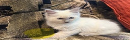 Ragdoll cats for sale: Impressive Beautiful Ragdoll Kittens Available - Advert 8