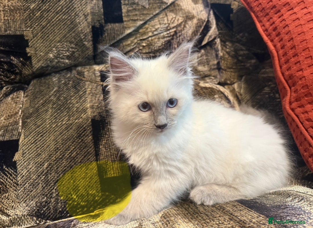 Ragdoll cats for sale: Impressive Beautiful Ragdoll Kittens Available - Advert 8