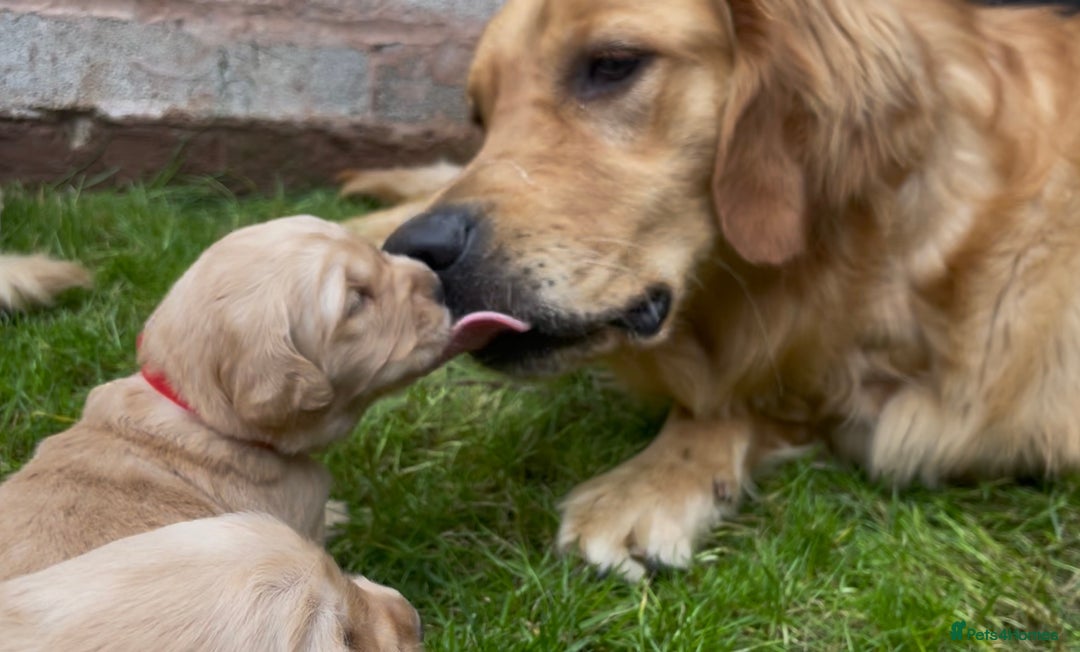 Golden Retriever dogs for sale: OUTSTANDING PEDIGREE GOLDEN RETRIVER PUPPIES KC - Image 11