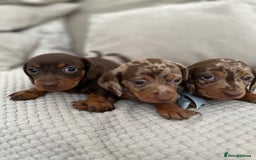 Dachshund dogs for sale: Minnature Long Haired Dachshund puppies  - Image 11