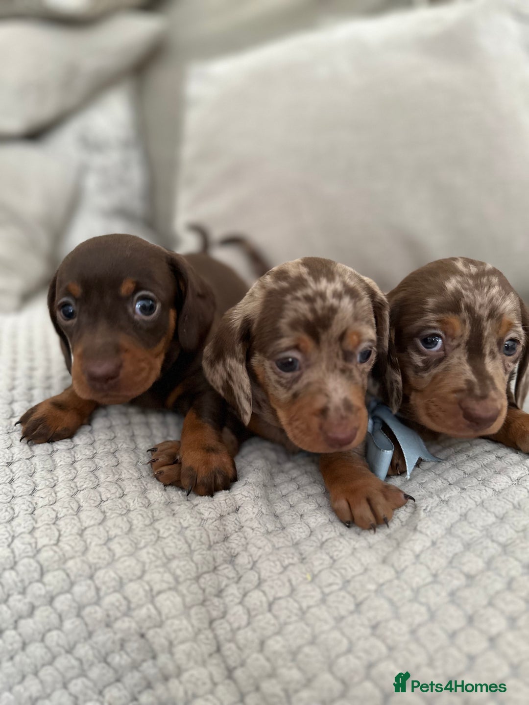 Dachshund dogs for sale: Minnature Long Haired Dachshund puppies  - Image 11