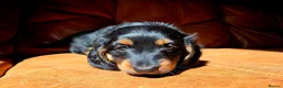 Miniature Dachshund dogs for sale: Stunning Longhaired Mini Dachshund Boys.  - Advert 2