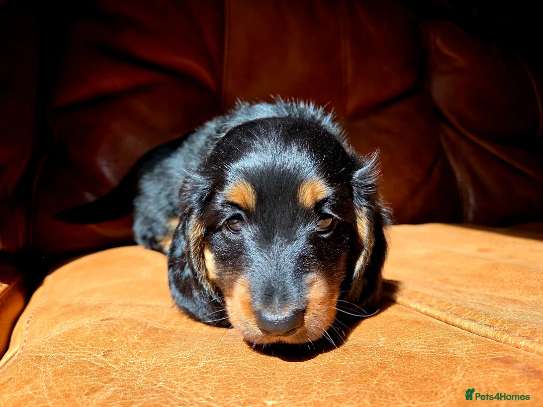 Miniature Dachshund dogs for sale: Stunning Longhaired Mini Dachshund Boys.  - Advert 2