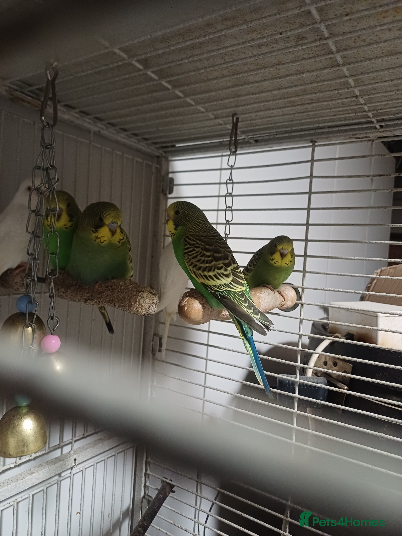 Budgerigars birds very beautiful parrots - Advert 3