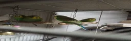 Budgerigars birds for sale: very beautiful parrots - Advert 1