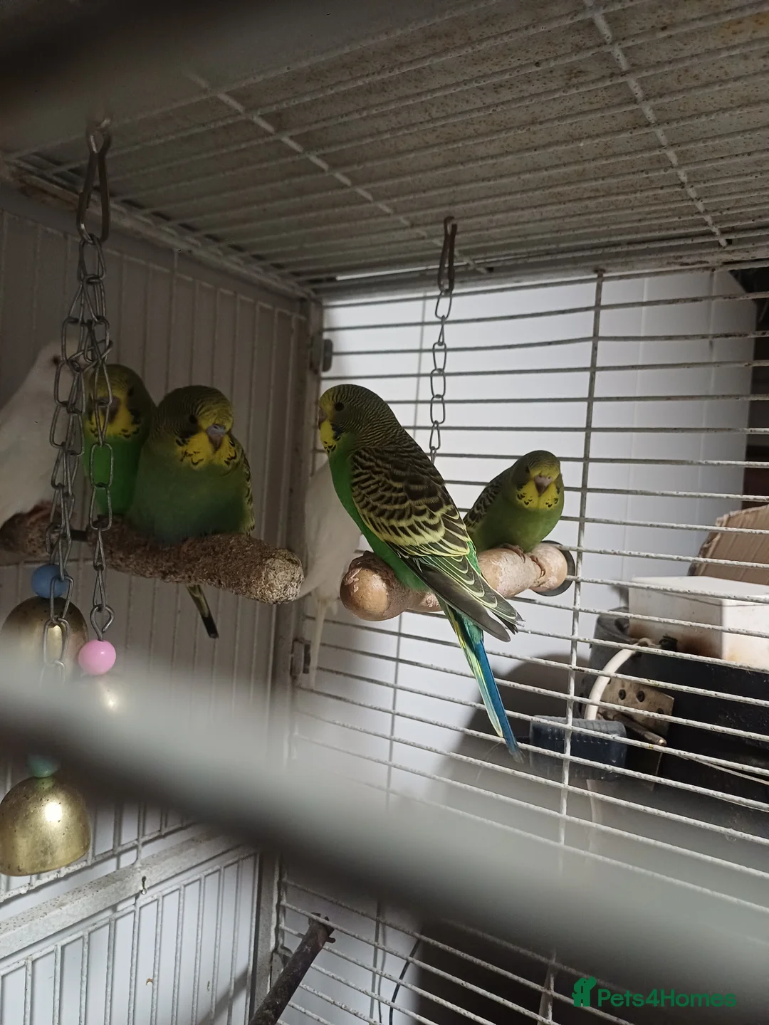 Budgerigars birds for sale: very beautiful parrots - Advert 1