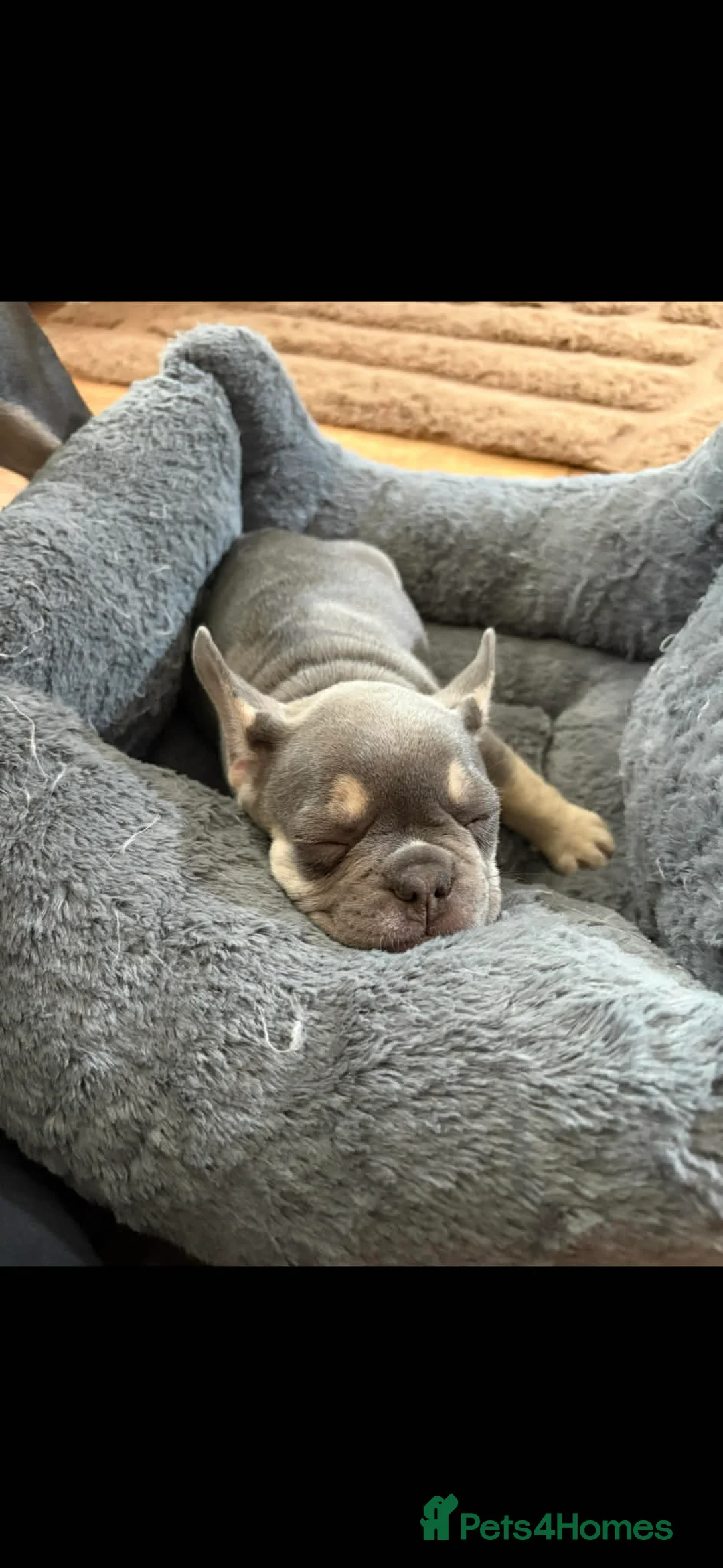 French Bulldog dogs for sale: Frenchie Winnie needs a loving home - Advert 3