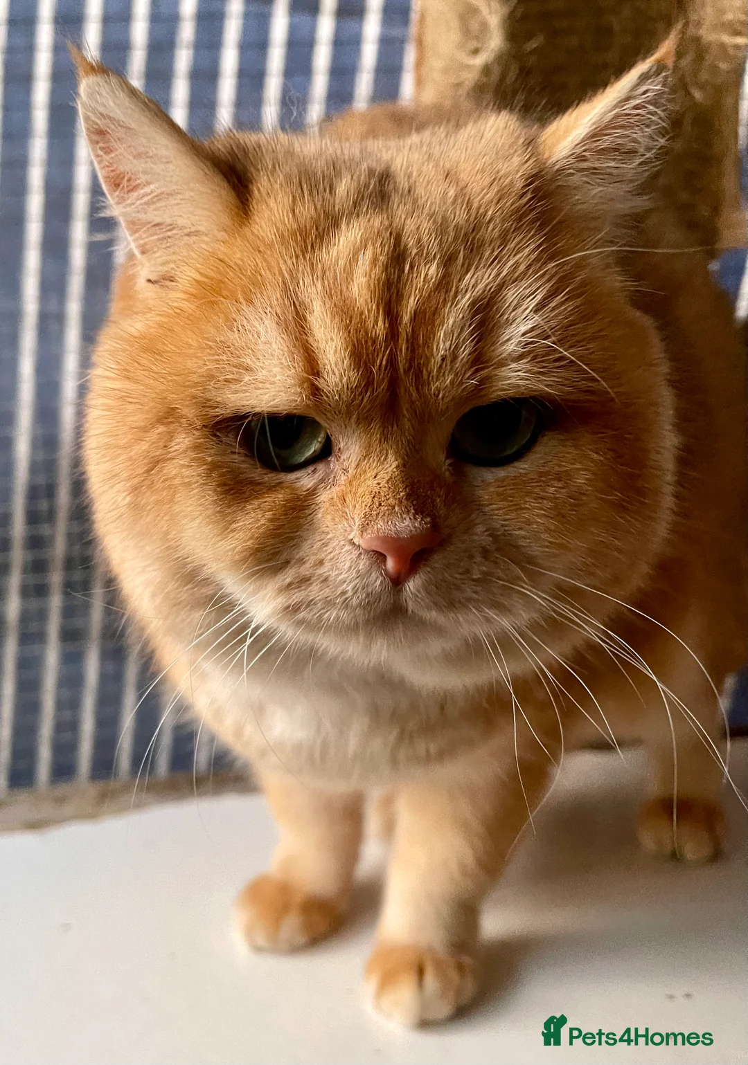 British Shorthair cats for sale: Ready Today Golden Female Kitten  - Advert 20