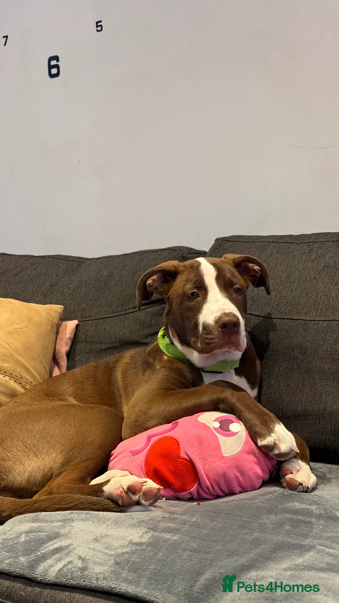 Staffordshire Bull Terrier dogs for sale: 🐶American Staffordshire Terrier 5 Months Female - Advert 5