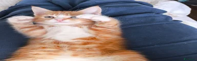 Mixed Breed Kitten 2
