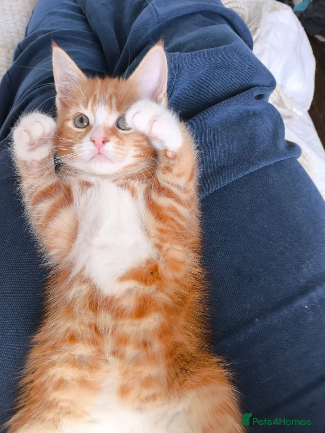 Mixed Breed cats for sale: Kittens to good homes in London - Advert 2